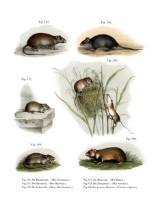 Noorse Rat, 1860